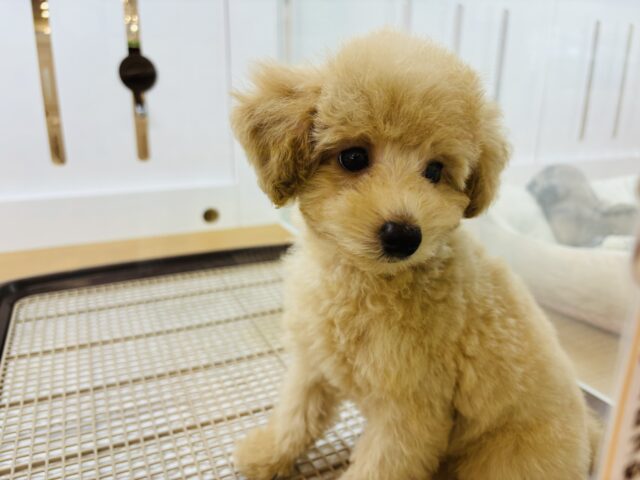 トイプードル