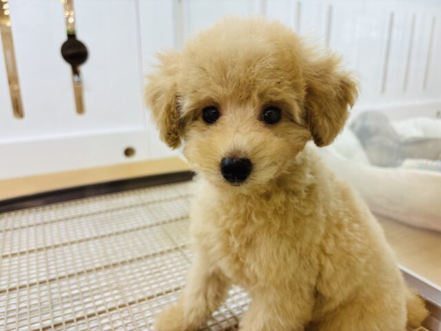 トイプードル
