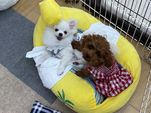 ポメチー（ポメチワ）