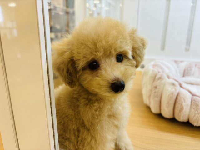 トイプードル