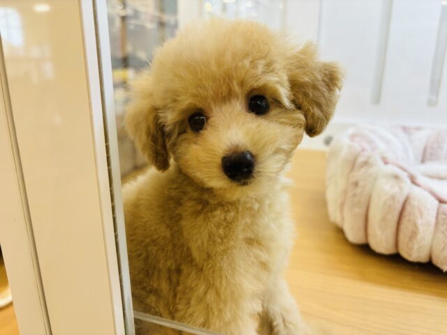 トイプードル