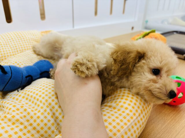 トイプードル