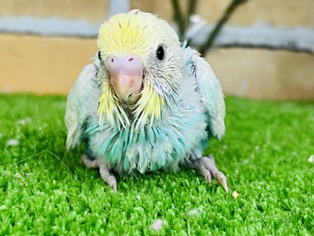 しゃわっと弾ける？🎶キラキラ〜✨セキセイインコ（パステルレインボー）