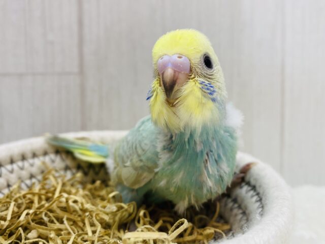 💎エメラルドグリーンの素敵なセキセイインコ🩵パステルカラーレインボー🌈