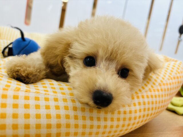 トイプードル