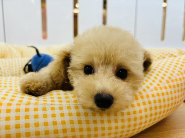 トイプードル