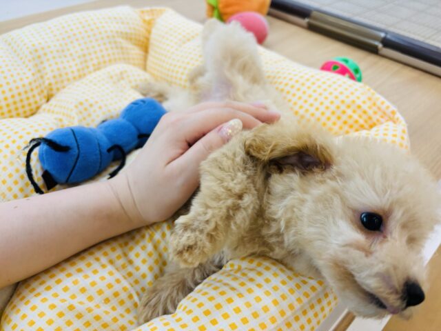 トイプードル
