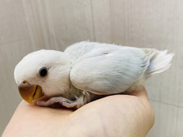 コザクラインコ　剥製 最新画像あります❗️ぽわぽわ〜☁️🩵どんな姿を見せてくれます