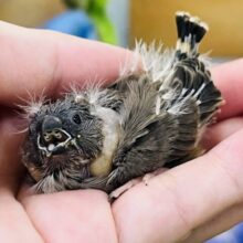 ぱや〜♡キンカ鳥ノーマル入舎です☆