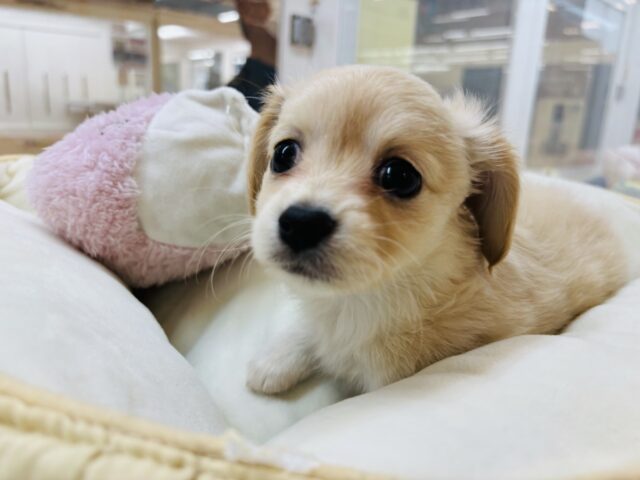 チワックス