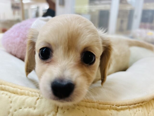 チワックス