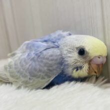 ちょっぴり控えめさん💜あわ〜いレインボーが美しいセキセイインコ💐✨