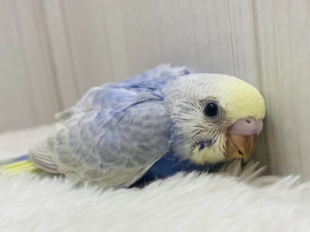ちょっぴり控えめさん💜あわ〜いレインボーが美しいセキセイインコ💐✨