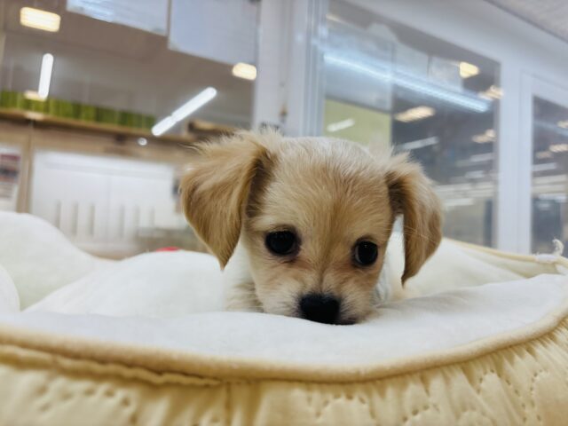 チワックス