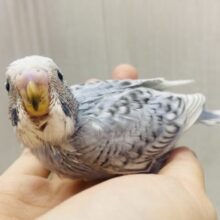 オシャレ上級者🌷🫧グレーのステキなセキセイインコ(スパングル)‪ෆ‪