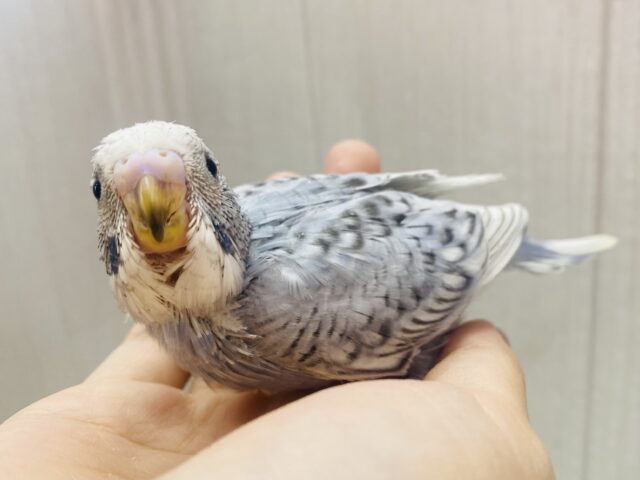 オシャレ上級者🌷🫧グレーのステキなセキセイインコ(スパングル)‪ෆ‪