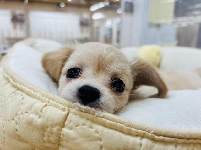 チワックス