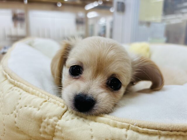 チワックス