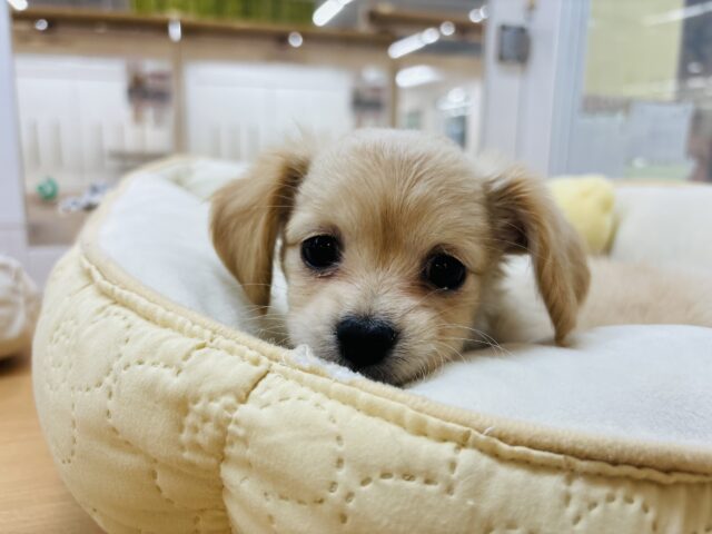チワックス