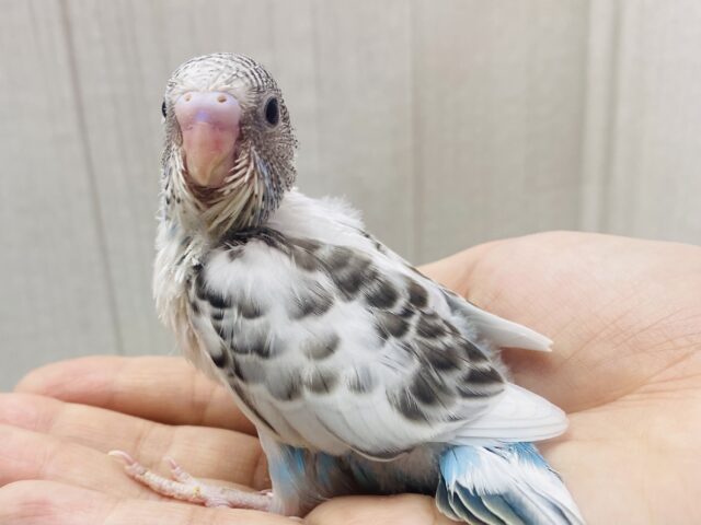 これぞ‼️ごま塩ちゃんカラー♥セキセイインコの白ハルクイン😎✨