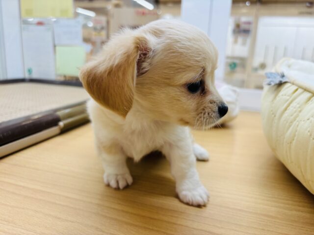 チワックス