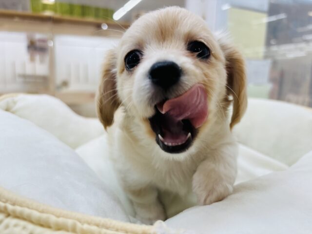 チワックス