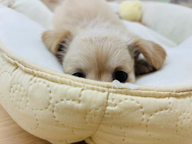 チワックス