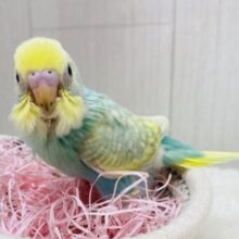 お花畑の妖精さん🧚‍♀️🪄セキセイインコのパステルカラーレインボー💎.*
