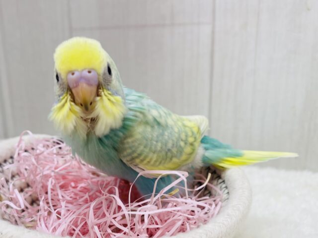 お花畑の妖精さん🧚‍♀️🪄セキセイインコのパステルカラーレインボー💎.*