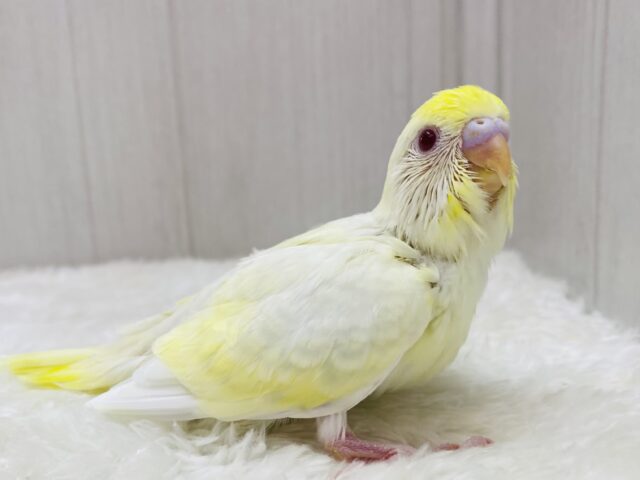ちゅるちゅる赤目ちゃん😍優しい雰囲気たっぷりなセキセイインコ🌟⋆꙳クリームルチノー