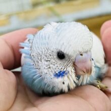 天使の翼⁈🪽セキセイインコ（ブルーパイド）