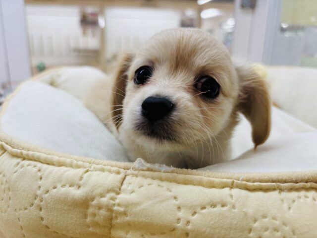 チワックス