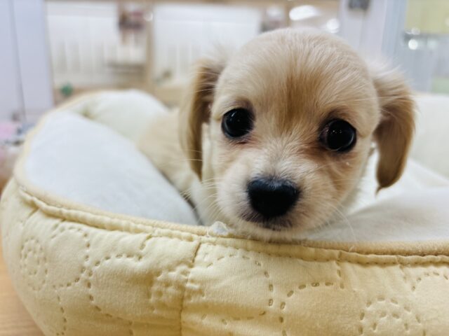 チワックス
