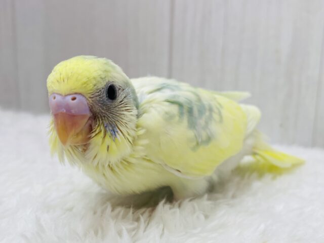 💛穏やかなたまごちゃんカラー🍳 𓈒𓂂𓏸セキセイインコのパステルカラーレインボーパイド💫💫
