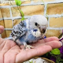 くっきりとしたカラーを目を引くよ✨セキセイインコ（ブルーオパーリン）