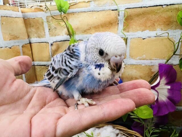 くっきりとしたカラーを目を引くよ✨セキセイインコ（ブルーオパーリン）