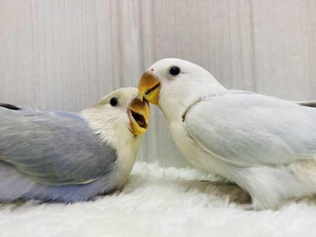 説明画像です