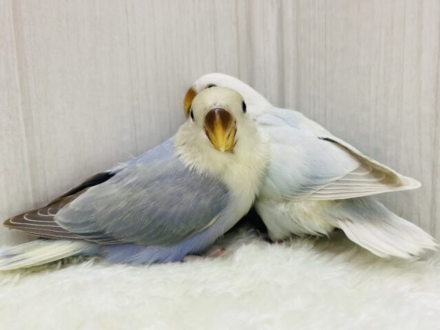 説明画像です