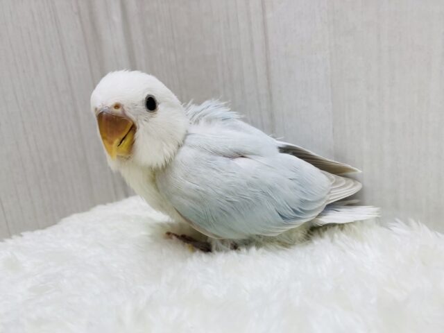 説明画像です