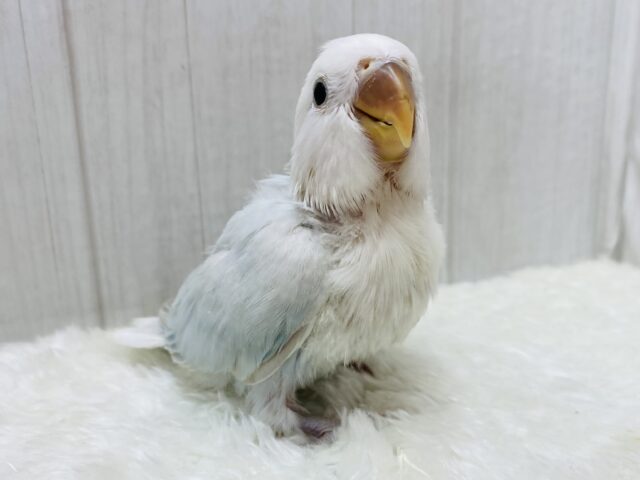 説明画像です