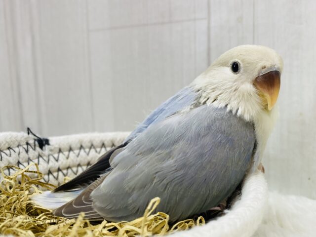 説明画像です