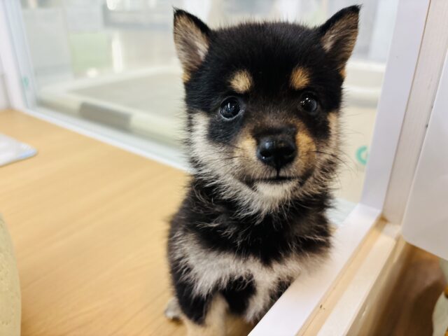 ポメ柴