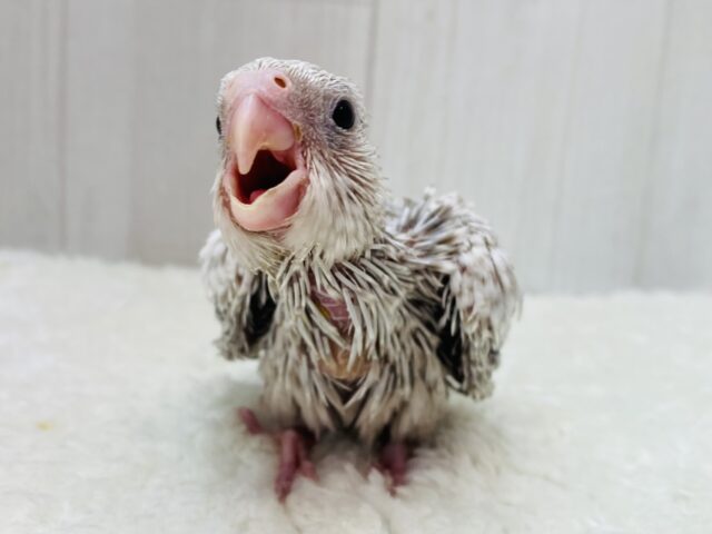 オカメインコ