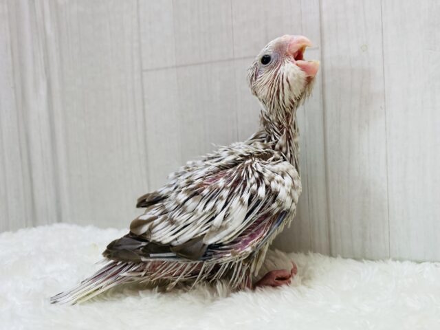 オカメインコ