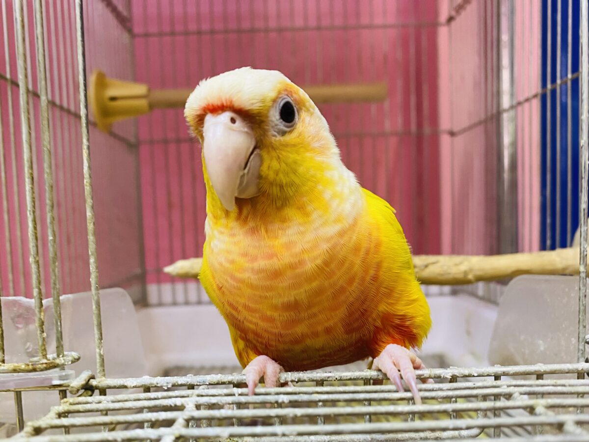 最新画像あります🌟ヒナ餌卒業🎓明るいイエローが素敵なサンサンカラー