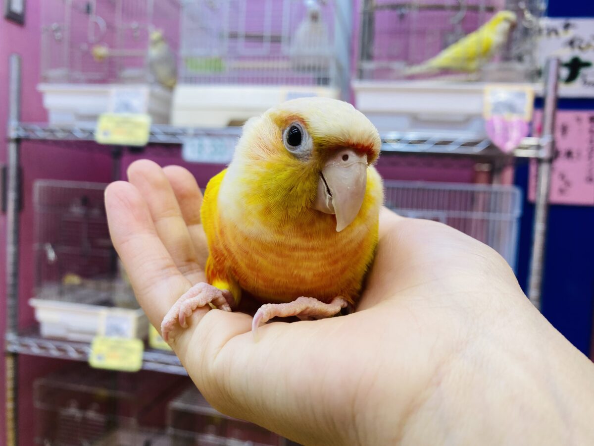 ホオミドリウロコインコ