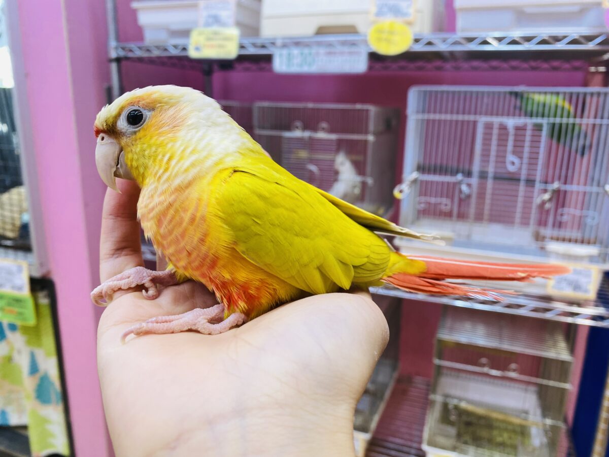 ホオミドリウロコインコ