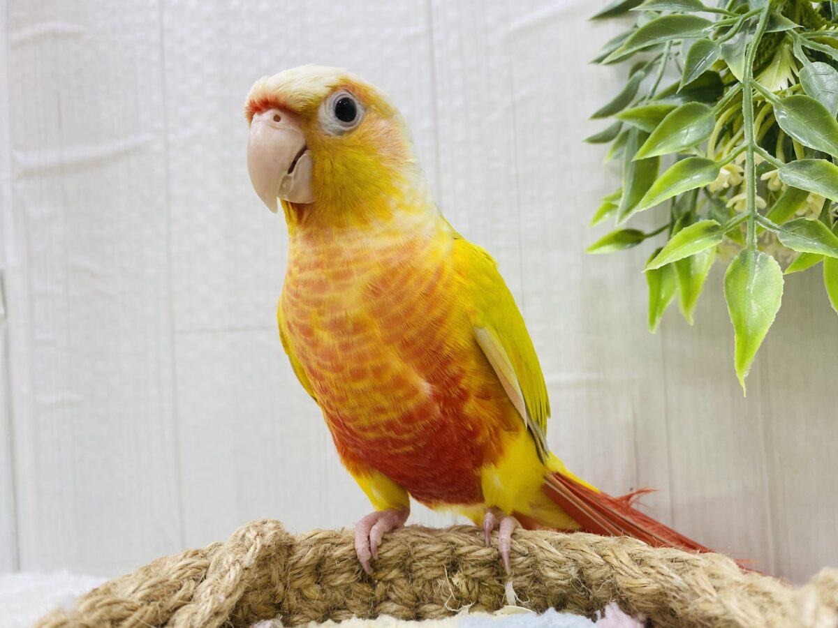 ホオミドリウロコインコ