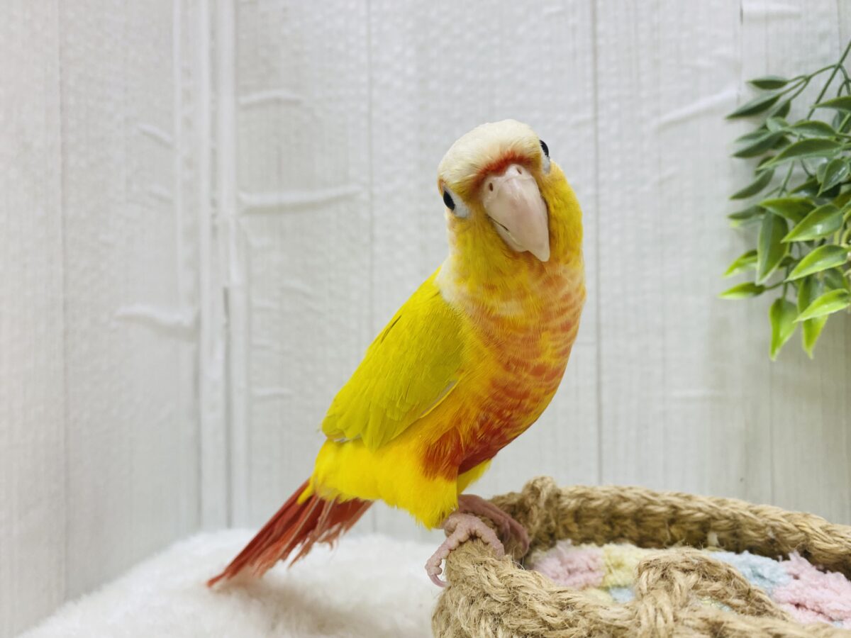 ホオミドリウロコインコ