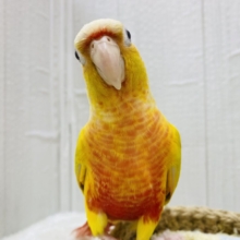 最新画像あります🌟ヒナ餌卒業🎓明るいイエローが素敵なサンサンカラー☀️ウロコインコのサンチーク❣️